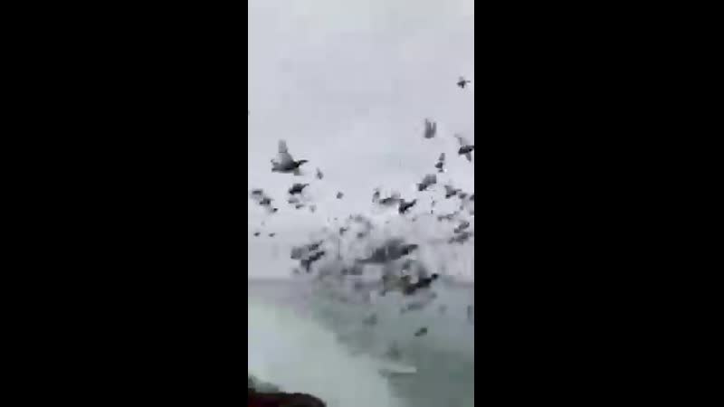 Живодеры на катере