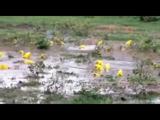 They emerged after rains in western india