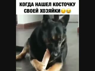 Косточка хозяйки