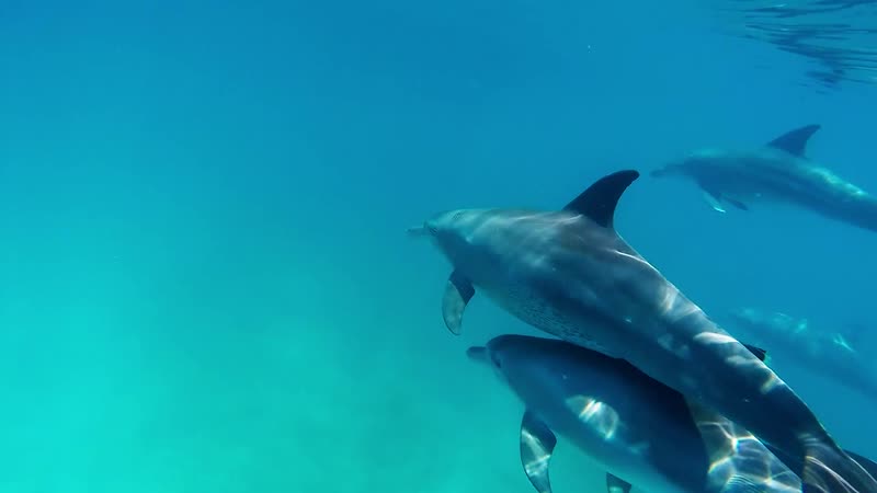 Swimming with dolphins kenia underwater