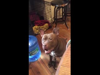 Doggo dolphin just wants a bagel