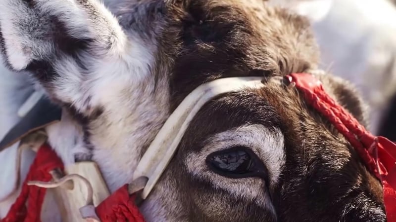 Ямал открой свою арктику, янао