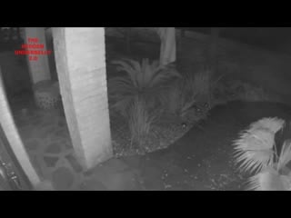 Black cat caught vanishing into thin air by home surveillance camera