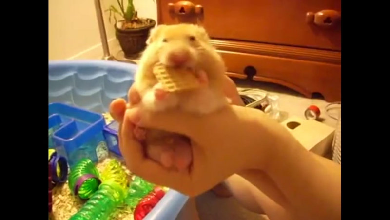 Сирийский хомячок точит вафельку