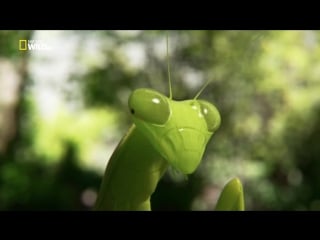 Удивительные насекомые / incredible insects (2015) hd 720p