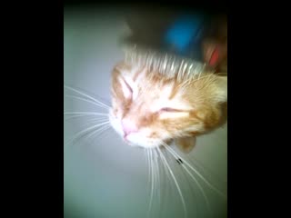 วิดีโอโดย elena vasilyeva