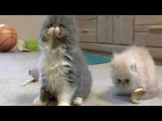 Harry potter wizards unite curious kittens play with golden snitches