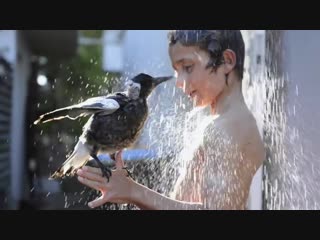 Penguin the magpie takes a shower with noah