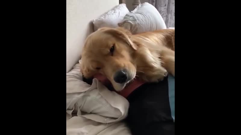 Cuddling porn video – Cuddling with bae