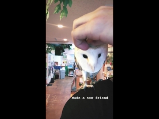 Justin nace from pvris and his new owl friend