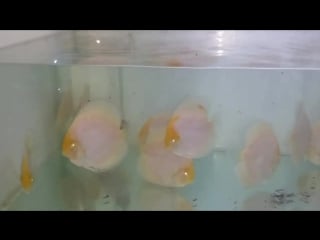 Calico albino 5 5 5 in vina discus вьетнам
