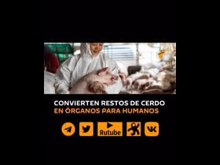 De ciencia ficción restos de cerdo para curar a humanos