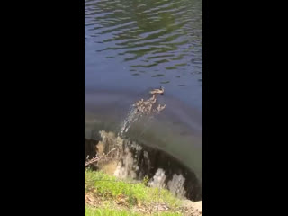 Семейство утят во время заплыва приблизились к водопаду на опасной дистанции