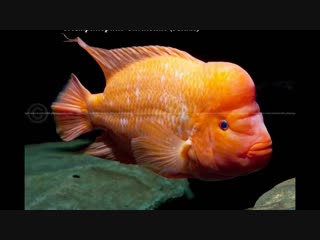 15 most aggressive cichlids