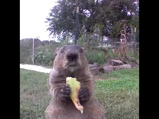 Приятного аппетита (vhs video)