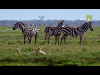 Bbc нетронутые уголки дикой природы серия 02 серенгети