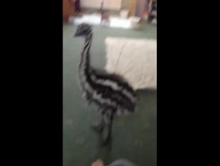 Маленький страус эму хочет поиграть с мастифом / baby emu just wants to play with dog mastiff