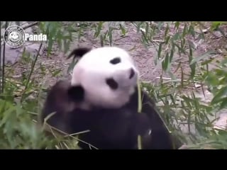 Cute and funny baby panda videos compilation (2018) pandas bebes video recopilación