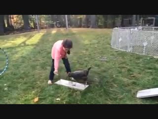 Chicken completes tiny agility course (wait for the hop)