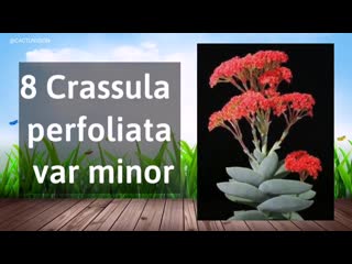 15 красивых сортов crassulas