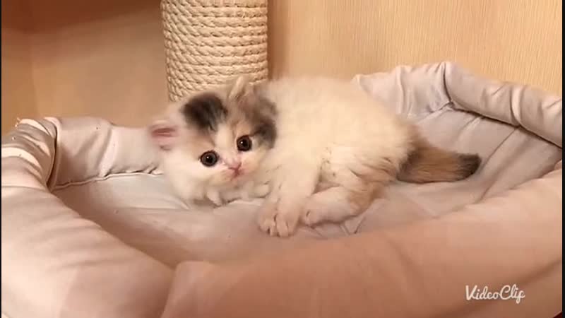 Kalani hinata, помёт "h", д/р 22 09 18