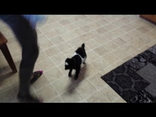 Baby pygmy goat copies hopping