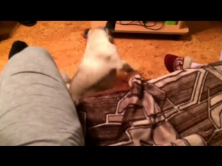 Фрэнк мопс! диванные раскопки! frank the pug! coaches digs!