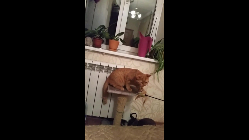 Наш тигрик танцует)))