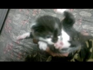 Соло трио дирижер я!)