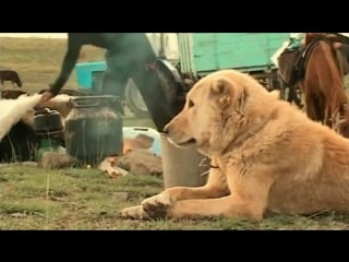 Aboriginal working dogs of azerbaijan caucasus