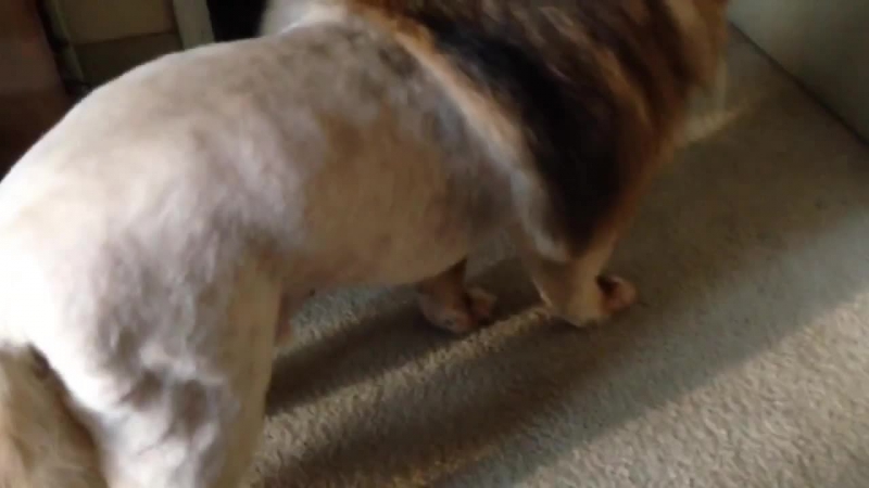 Заразительный смех оператора