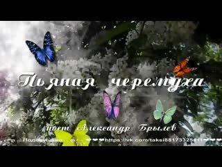 Пьяная черемуха