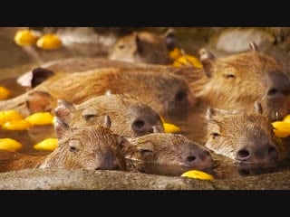 Capybara in hot citron bath