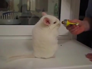 Смешно топает!