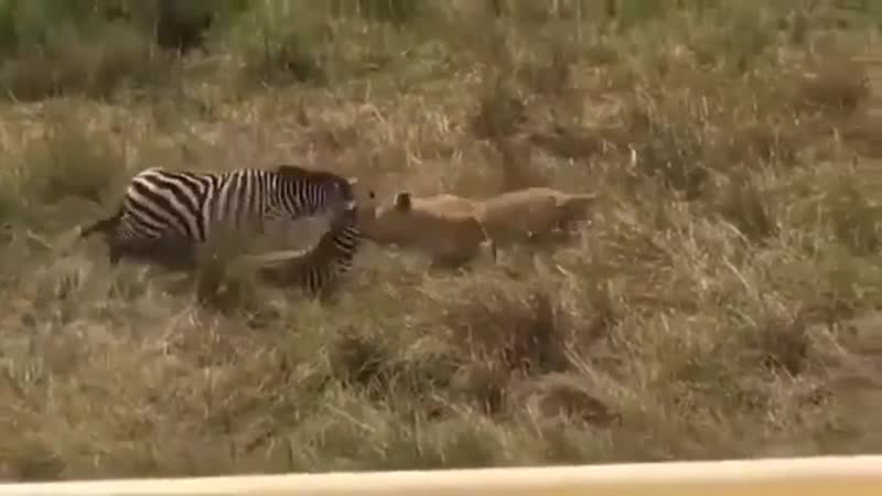 Материнский инстинкт не спит