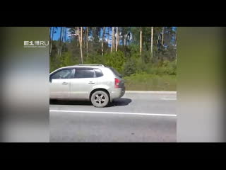 Екатеринбуржец снял на видео трех молодых лосей, гуляющих вдоль россельбана