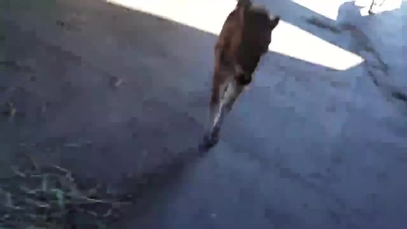 Играет в догонялки (vhs video)