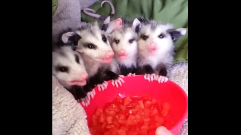 Хорьки обожают арбуз)