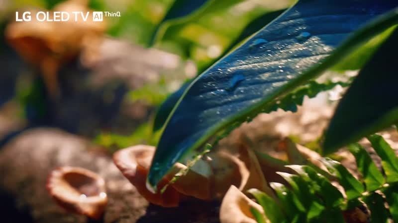 Новый lg oled tv