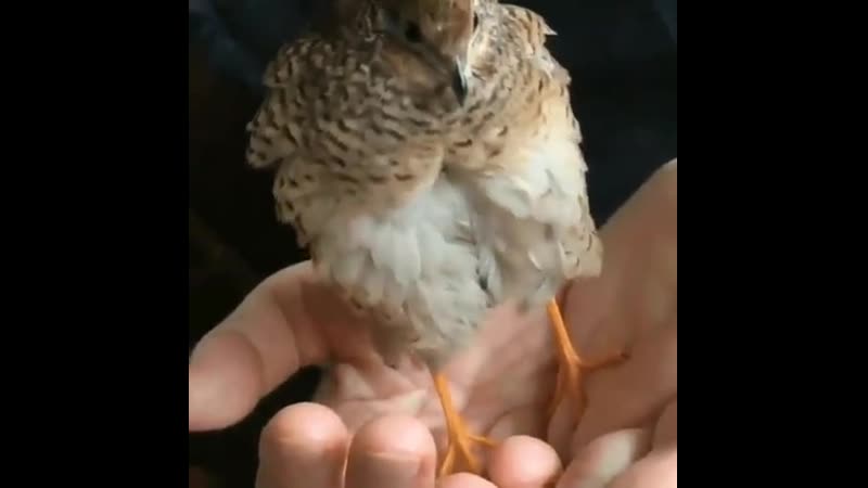 Laying porn video – Pheasant laying an egg