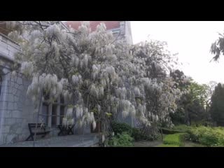 Vid 20200503 071542 mp4