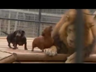 These 2 weiner dogs are best buddies with this huge lion they have been friends for over 18 years
