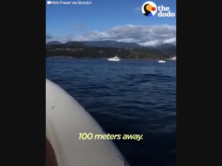 Little seal being chased by hungry orcas knows just what to do