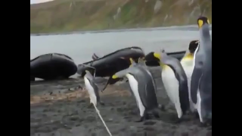 Пингвины и вереа
