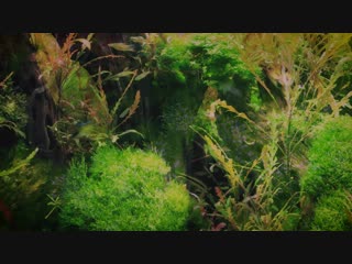 Forest aquascape 4k cinematic by green aqua