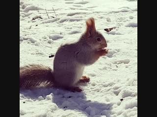 Рыжая барнаульская красотка (barnaul22)