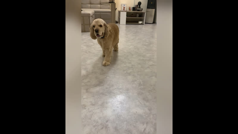 Комплексный груминг спаниеля