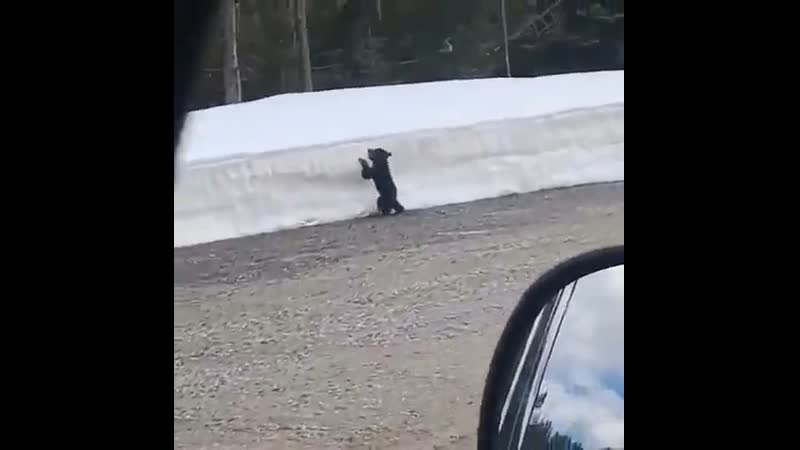 Проехали мимо и не помогли медвежонку