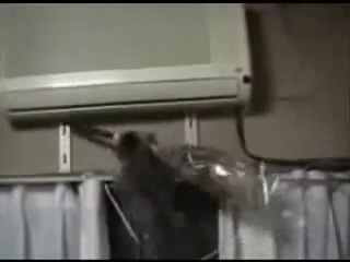 Букет porn video – Кот стырил букет цветов