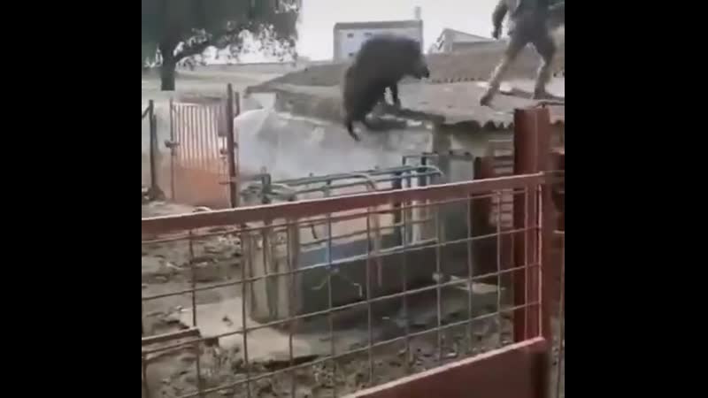 Не дразни кабана